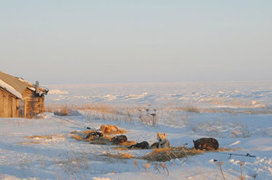 adventures-alaska-010113-01