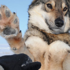Mushing in Alaska — Wild Beauty