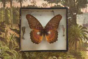 segal FL Song Book Butterfly
