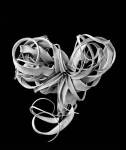 Susan Michal, Flowers: Tangled Heart, 20x20. (This issue’s cover artist.)