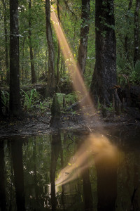 Deep Creek – Hastings, FL Every so often one experiences a natural event that is unique. The air was thick with humidity and I saw where the sun started to peak through the forest. The double reflection off the water was a surprise, and in the area where the two light beams collided the dust fairies were dancing.