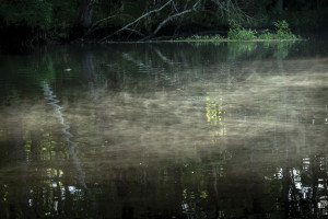 Lofton Creek – Yulee, FL There is something in the creeks that runs through everything. It’s the same with all living things. We live in an interconnected world. It is always there. May this spirit be with you as you explore your special places and find Home.