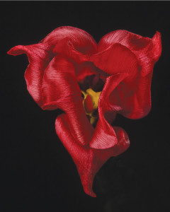 susan michal flowers heart tulip