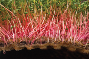 Micro cabbage