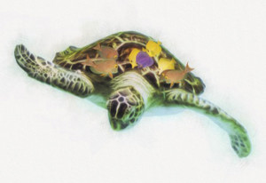 fsg sea turtles bradshaw hooper 600