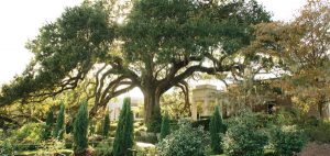 the-chefs-canvas-italian-garden
