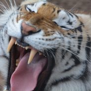 Catty Shack Ranch Wildlife Sanctuary