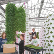 Aeroponics Takes Flight