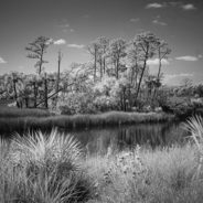 A Refuge On Florida’s Forgotten Coast
