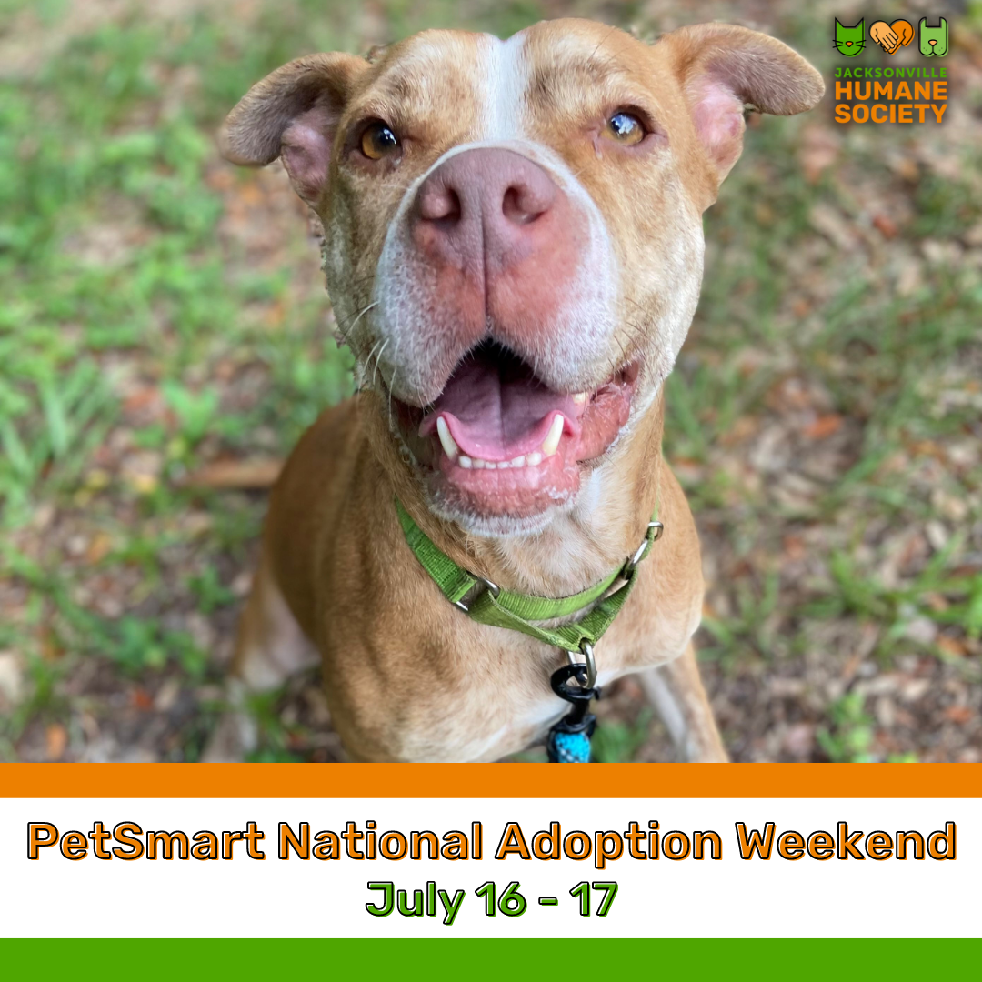Free Feline Adoption Event - Southside PetSmart - Jacksonville Humane  Society
