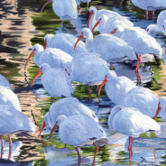 The Jacksonville Watercolor Society Welcomes Lorraine Watry 