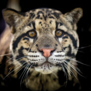 Carson Springs Wildlife Conservation Foundation