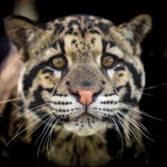 Carson Springs Wildlife Conservation Foundation