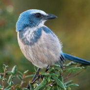 Audubon Florida                                                                              A Century of Conservation & Community