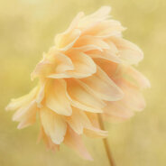 Grief in Bloom