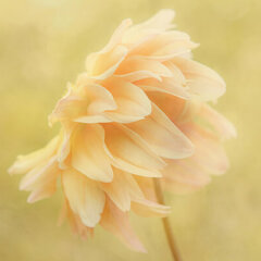 Grief in Bloom