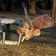 Freedom Flies                                                                           The Ark Wildlife Rescue & Rehabilitation