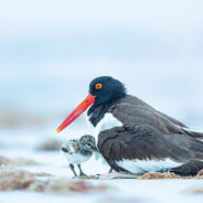 Northeast Florida                                                                             A Haven for Beach-Nesting Birds